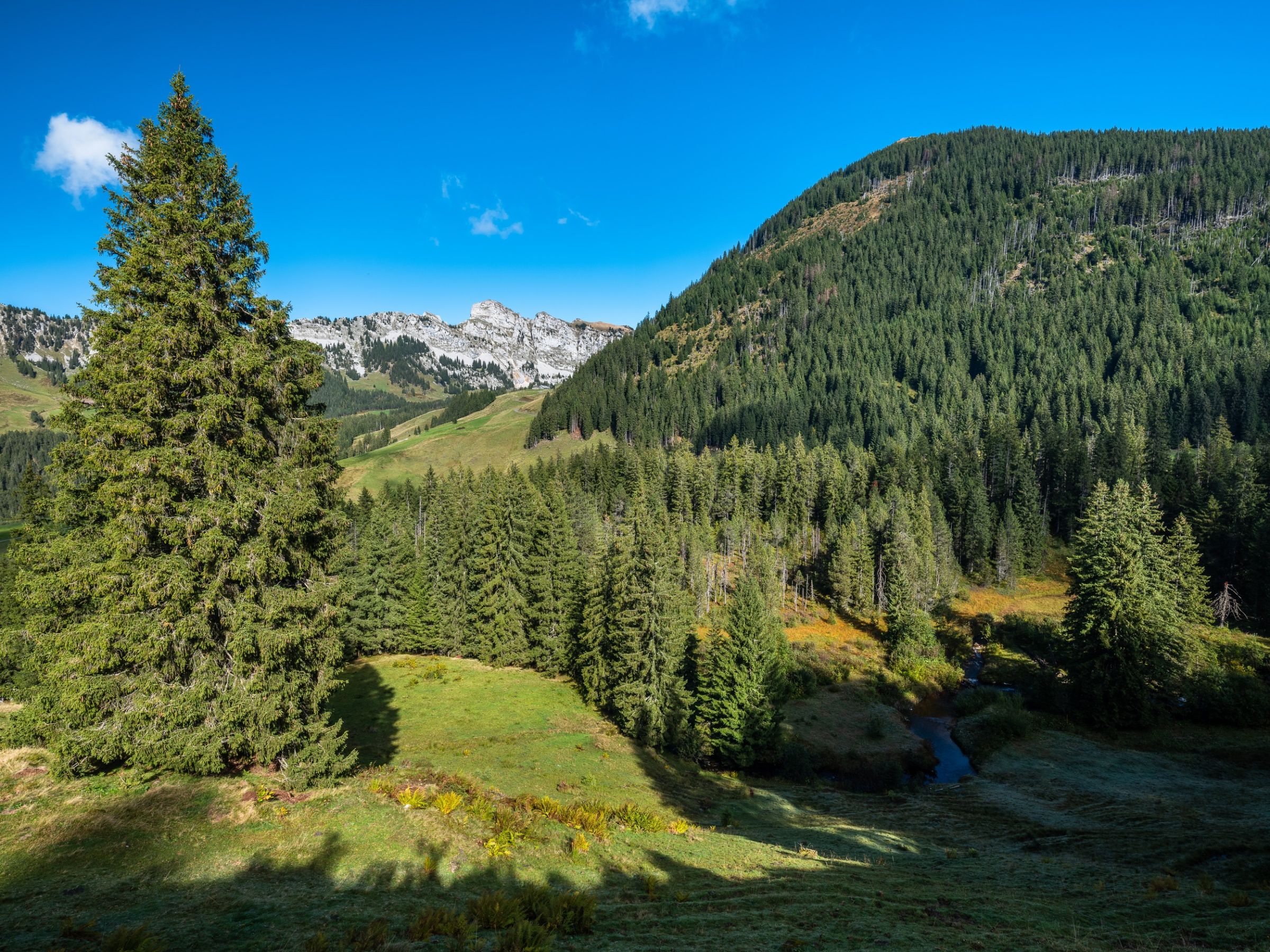 Herbst_Moorlandschaft_Moor_Fluehli_Martin Maegli_11_19 (11).jpg