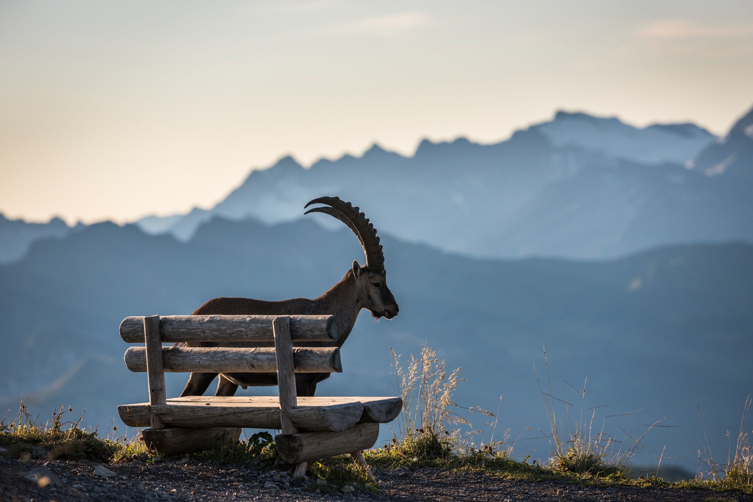 Sommer_Brienzer Rothorn_Steinbock_Soerenberg_Martin Maegli_08_17.jpg