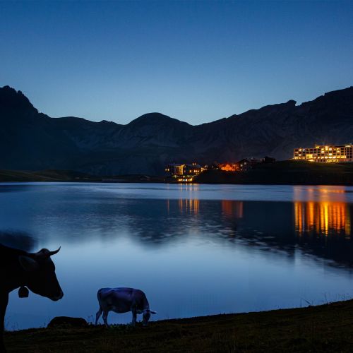 GABXO2_Extern_Dusk_Cow.JPG